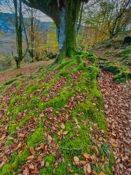 Ancient Beech Trees with Mossy Roots - Enchanting vertical view of a beech .. 스톡 사진