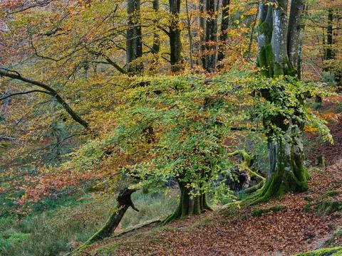 Ancient Beech Trees with Mossy Roots - Enchanting vertical view of a beech .. Stock Photos