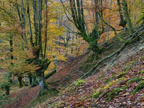 Ancient Beech Trees with Mossy Roots - Enchanting vertical view of a beech .. Stock Photos