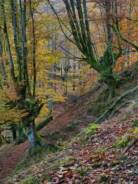 Ancient Beech Trees with Mossy Roots - Enchanting vertical view of a beech .. Stock-Fotos