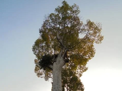 Ancient big tree in temple Stock Photos