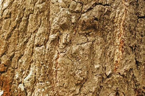 Ancient birch trunk texture as background Stock Photos