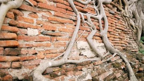 Ancient Bodhi Tree Roots Intertwined with Brick Wall at Wat Mahathat in Stock Footage 312662065