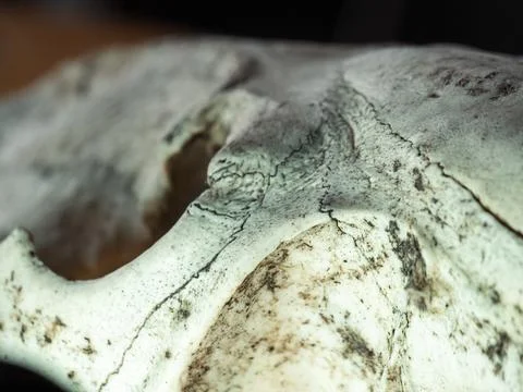 Ancient bone fragment rests in soft focus Stock Photos