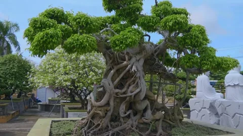 Ancient bonsai trees stand together with white statues of Buddhist monks Stock-Footage 333398098