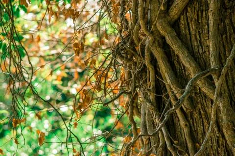 An ancient braided tree trunk in the sunlight on a blurred green background,  Foto stock