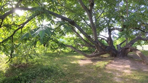 Ancient branchy tree Stock Footage 101453892