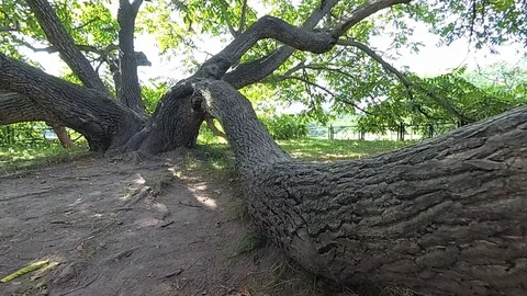 Ancient branchy tree Stock Footage 101453968