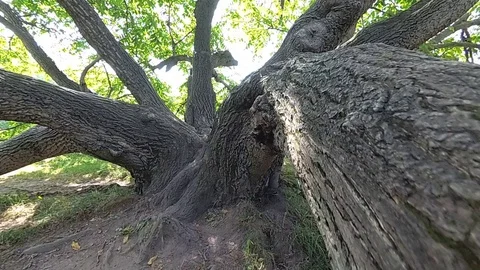 Ancient branchy tree Stock Footage 101454027