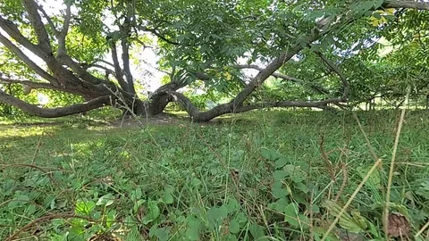 Ancient branchy tree Stock Footage 101454468