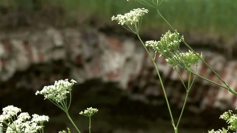 Ancient brick bridge overgrown with grass Stock Footage 74100698