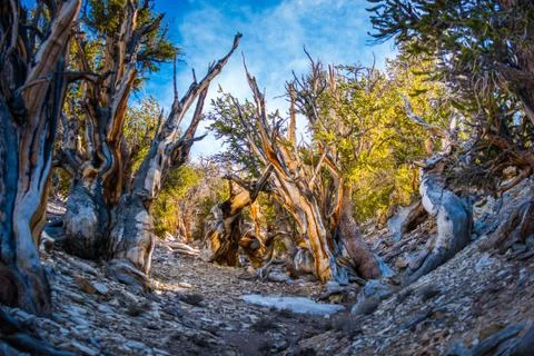 Ancient Bristle Cone Pine Great Basin Stock Photos