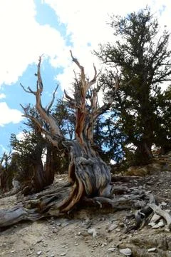 Ancient bristle cone pine tree Foto stock