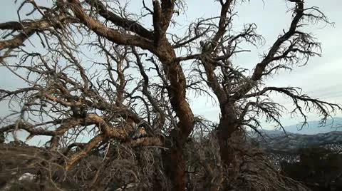 ANCIENT BRISTLECONE 8 Stock Footage 10787888
