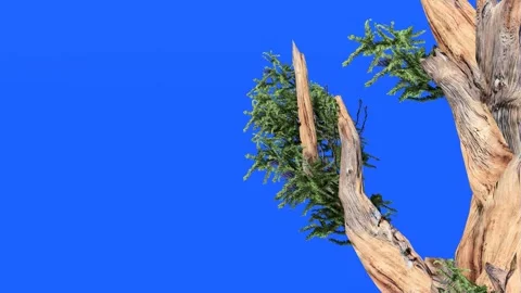 Ancient Bristlecone Pine Branch Isolated on Chroma Key Blue Screen Video stock 330985201