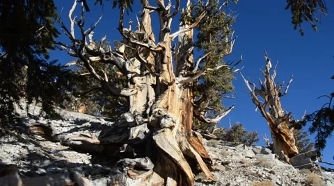 Ancient Bristlecone Pine Forest Stock Footage 45970304