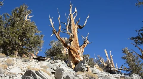 Ancient Bristlecone Pine Forest Stock Footage 45970338