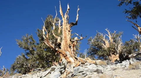Ancient Bristlecone Pine Forest Stock Footage 45970379