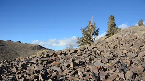 Ancient Bristlecone Pine Forest Stock Footage 45970401