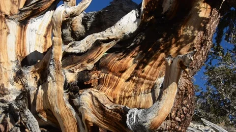 Ancient Bristlecone Pine Forest Stock Footage 45970408