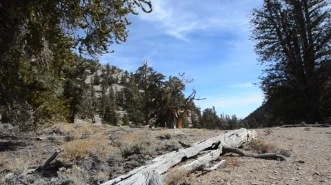 Ancient Bristlecone Pine Forest Stock Footage 45970462