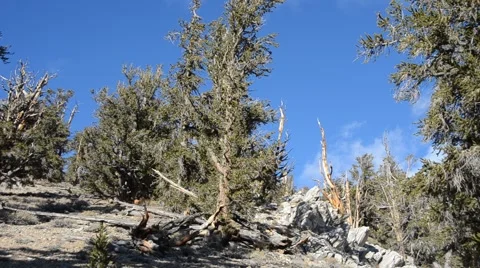 Ancient Bristlecone Pine Forest Stock Footage 45970481