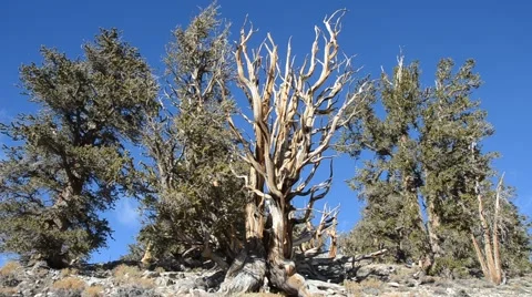Ancient Bristlecone Pine Forest Stock Footage 45970534