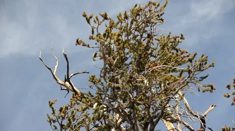 Ancient Bristlecone Pine Forest Stock Footage 45970550