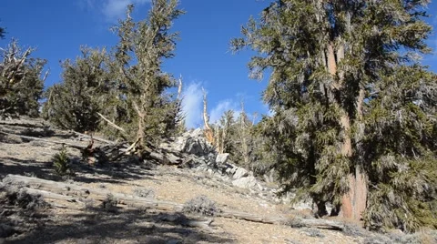 Ancient Bristlecone Pine Forest Stock Footage 45970608