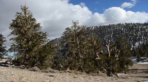 Ancient Bristlecone Pine Forest Stock Footage 45970630