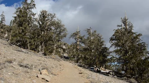 Ancient Bristlecone Pine Forest Stock Footage 45970659