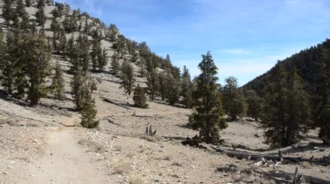 Ancient Bristlecone Pine Forest Stock Footage 45970673
