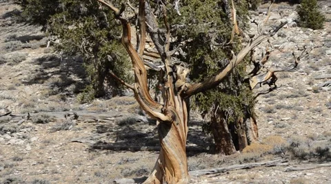 Ancient Bristlecone Pine Forest Stock Footage 45970687