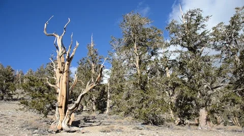 Ancient Bristlecone Pine Forest Stock Footage 45970697