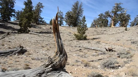 Ancient Bristlecone Pine Forest Stock Footage 45970698