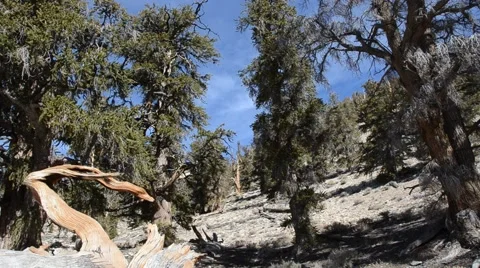 Ancient Bristlecone Pine Forest Stock Footage 45970726