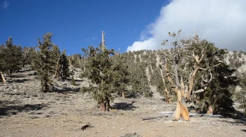 Ancient Bristlecone Pine Forest Stock Footage 45970742