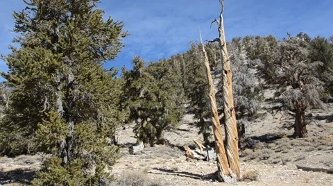 Ancient Bristlecone Pine Forest Stock Footage 45970745