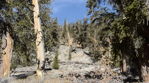 Ancient Bristlecone Pine Forest Stock Footage 45970755