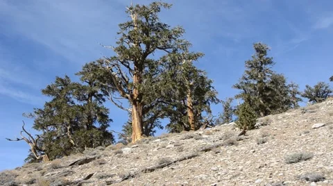 Ancient Bristlecone Pine Forest Stock Footage 45970757