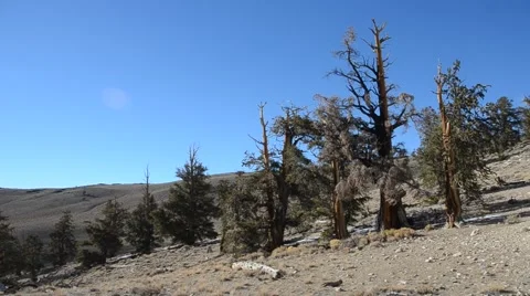 Ancient Bristlecone Pine Forest Stock Footage 45970775