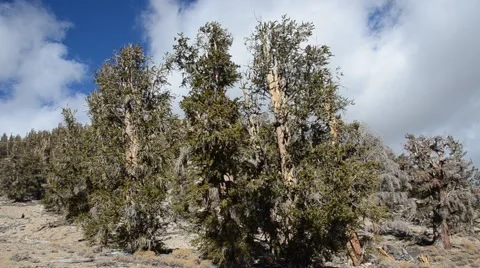 Ancient Bristlecone Pine Forest Stock Footage 45970810