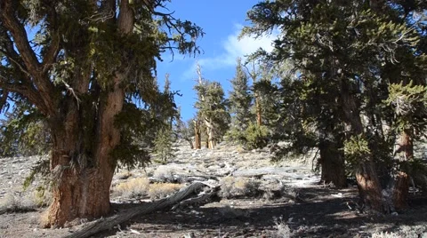 Ancient Bristlecone Pine Forest Stock Footage 45970819
