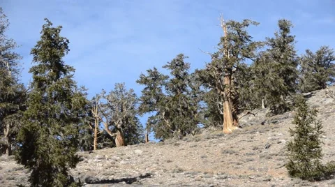 Ancient Bristlecone Pine Forest Stock Footage 45970843