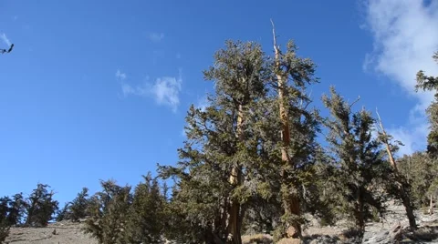 Ancient Bristlecone Pine Forest Stock Footage 45970850