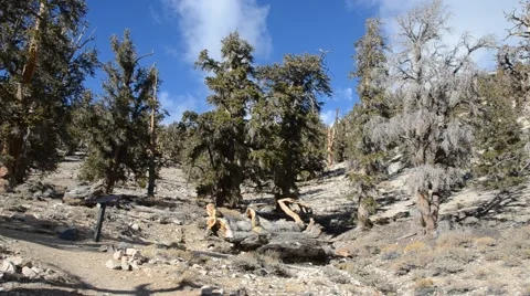 Ancient Bristlecone Pine Forest Stock Footage 45970883