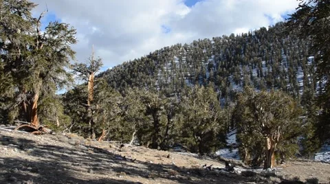 Ancient Bristlecone Pine Forest Stock Footage 45970895