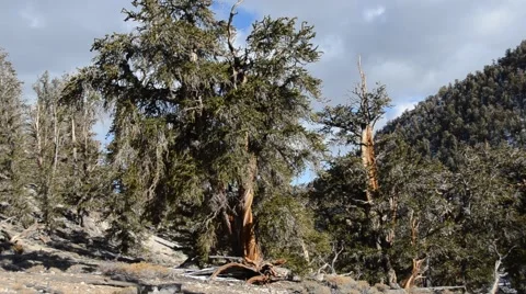 Ancient Bristlecone Pine Forest Stock Footage 45970905