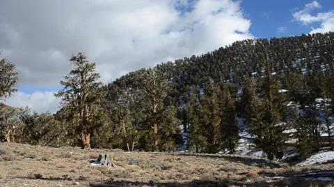 Ancient Bristlecone Pine Forest Stock Footage 45970906