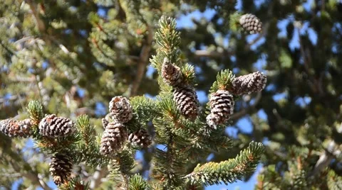 Ancient Bristlecone Pine Forest Stock Footage 45970913